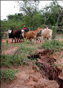 Land Degradation Surveillance